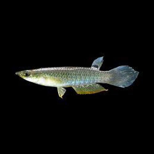Blue Wonder Killifish