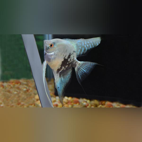 Blue Pinoy Angelfish for sale –