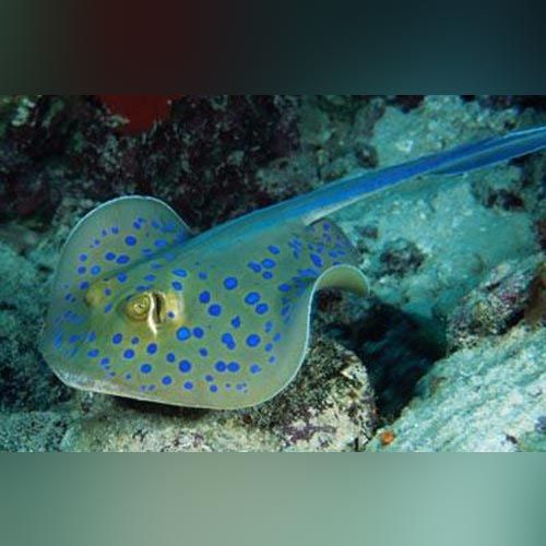Blue Spotted Stingray