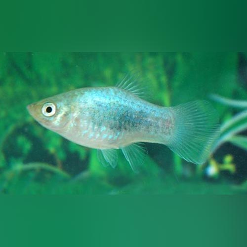 Blue Tuxedo Platy