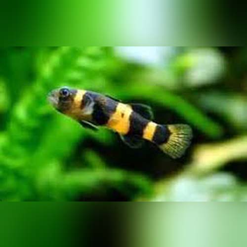 Bumblebee Goby