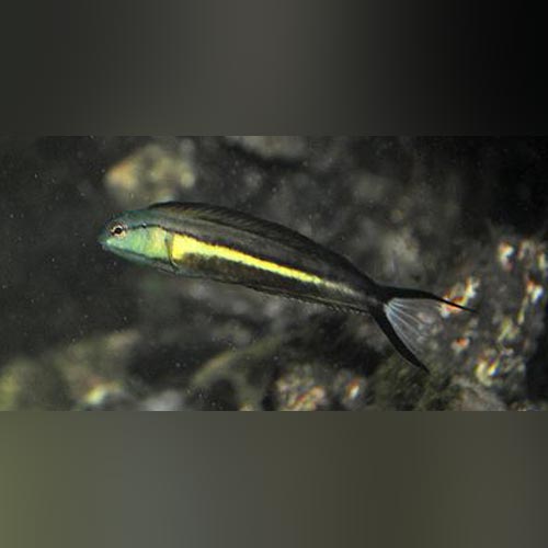 Bundoon Blenny
