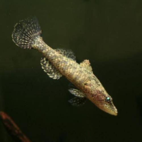 Crazy Fish Goby