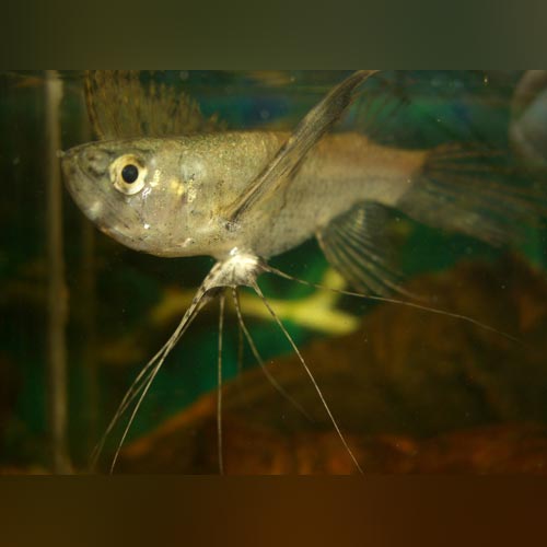 African Butterflyfish