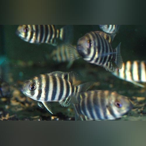 Buttikoferi Cichlid