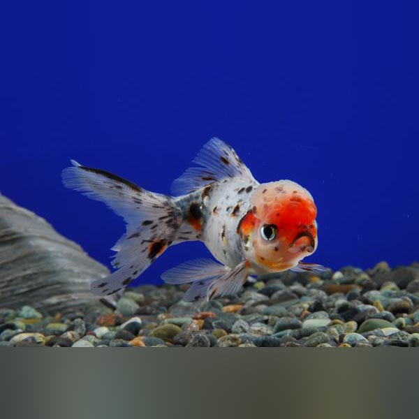 Calico Oranda Goldfish