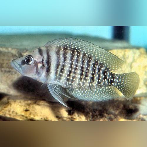 Calvus Cichlid