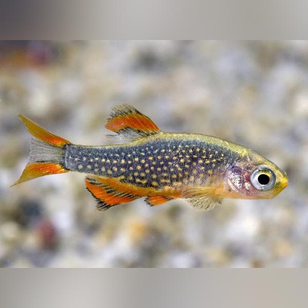 Galaxy Rasbora