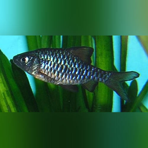 Checkered Barb