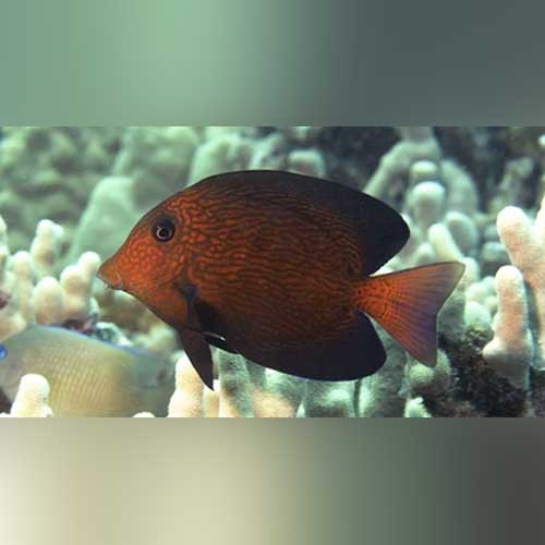 Chevron Tang - Ctenochaetus hawaiiensis