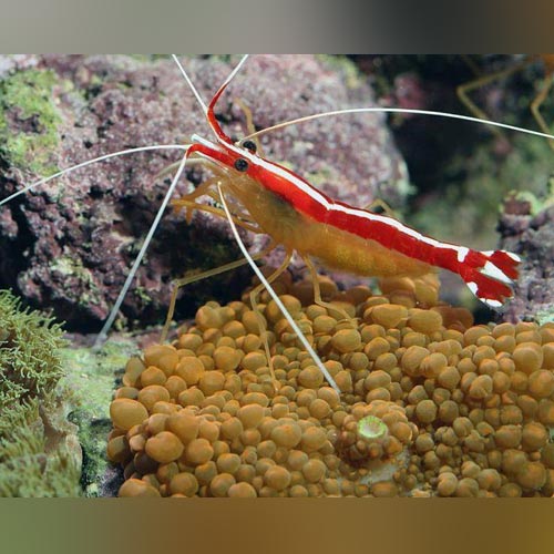 Cleaner Shrimp