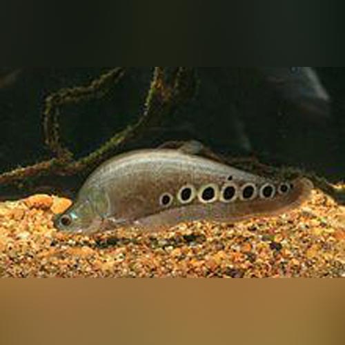 Clown Knifefish