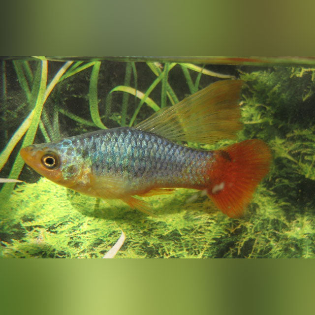 Coral Blue Sailfin Variatus