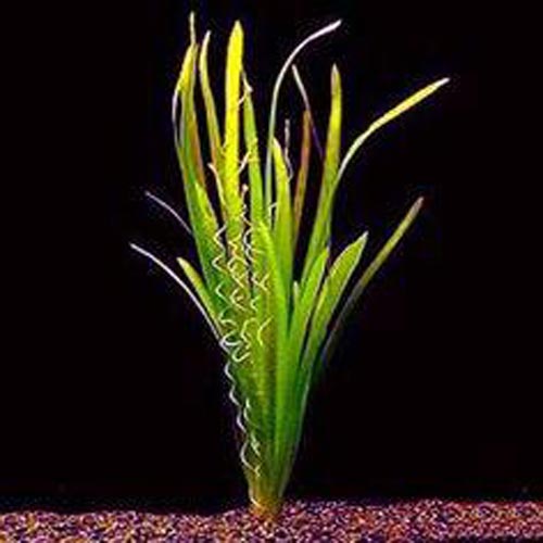 Corkscrew vallisneria