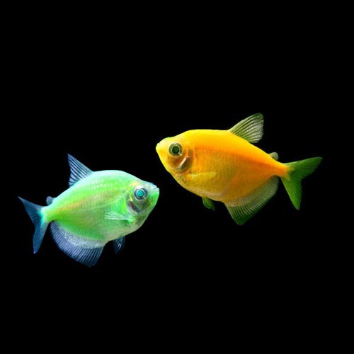 Cosmic Green Glofish Tetra
