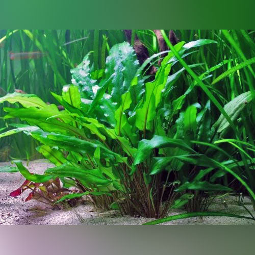Cryptocoryne Wendtii Green Potted