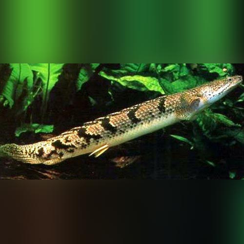 Delhezi Bichir