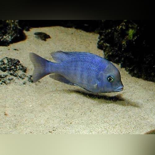 Dolphin Cichlid