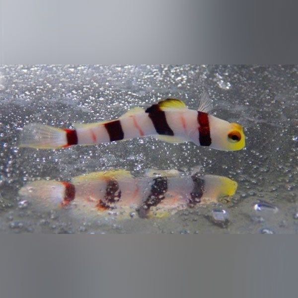 Dracula Goby - AquariumFishSale.com