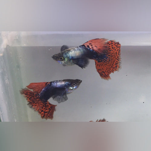 Dumbo Ear Guppy - Male