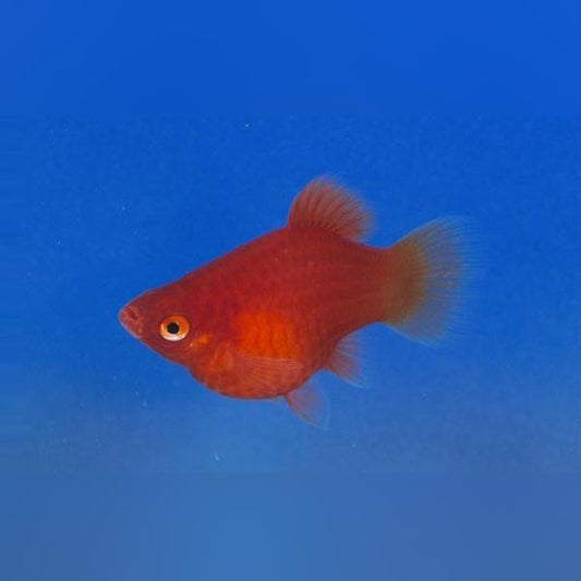 Dwarf Coral Red Platy