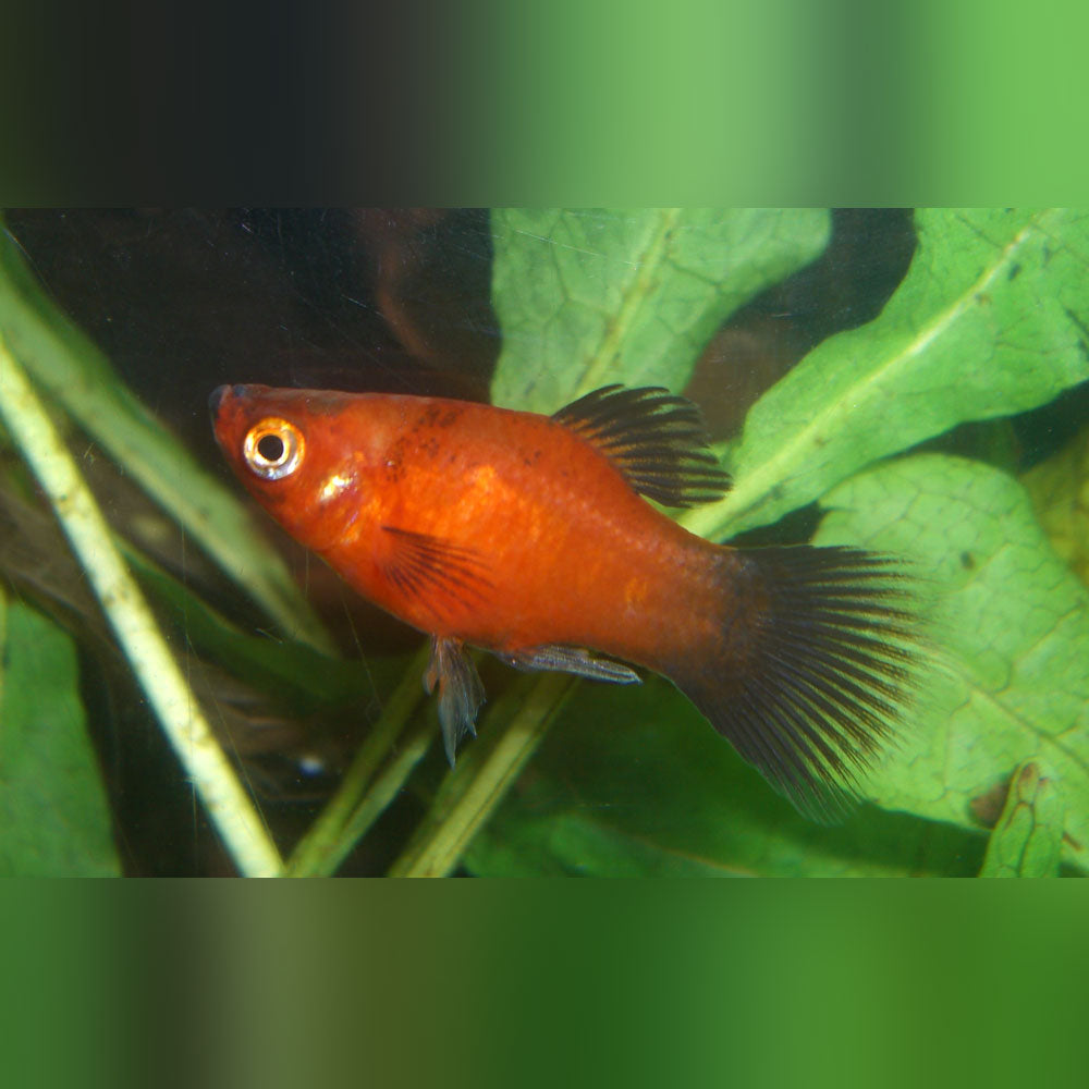 Dwarf Coral Red Wag Platy
