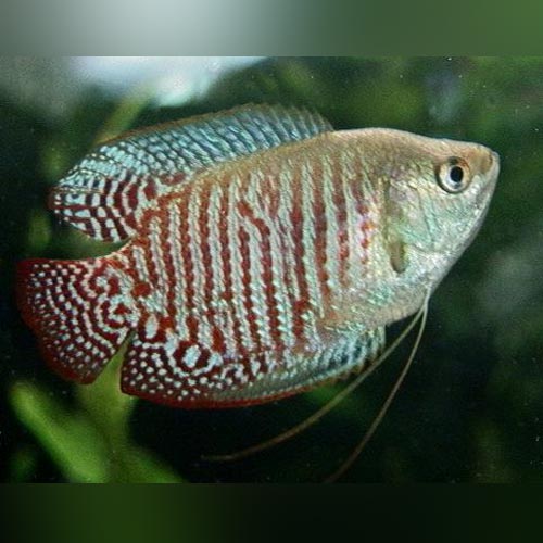 Dwarf Gourami Male