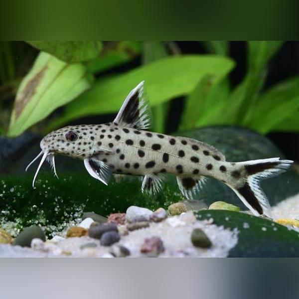 Dwarf Petricola Catfish