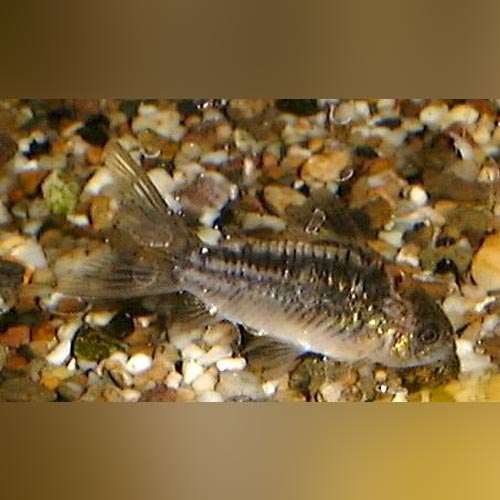 Elegans Cory