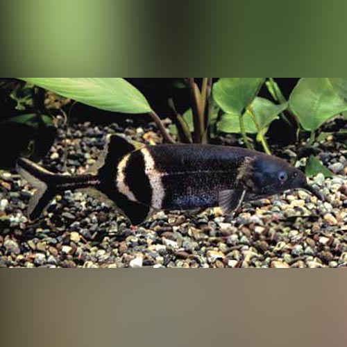 Elephant Nose Fish