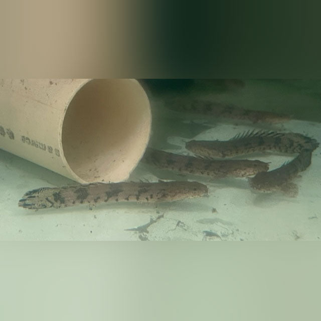 Endlicheri Bichir