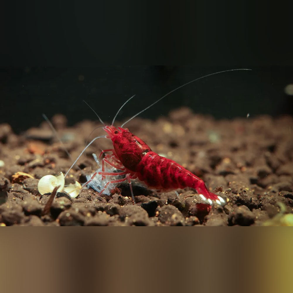 Extreme Red King Kong Shrimp