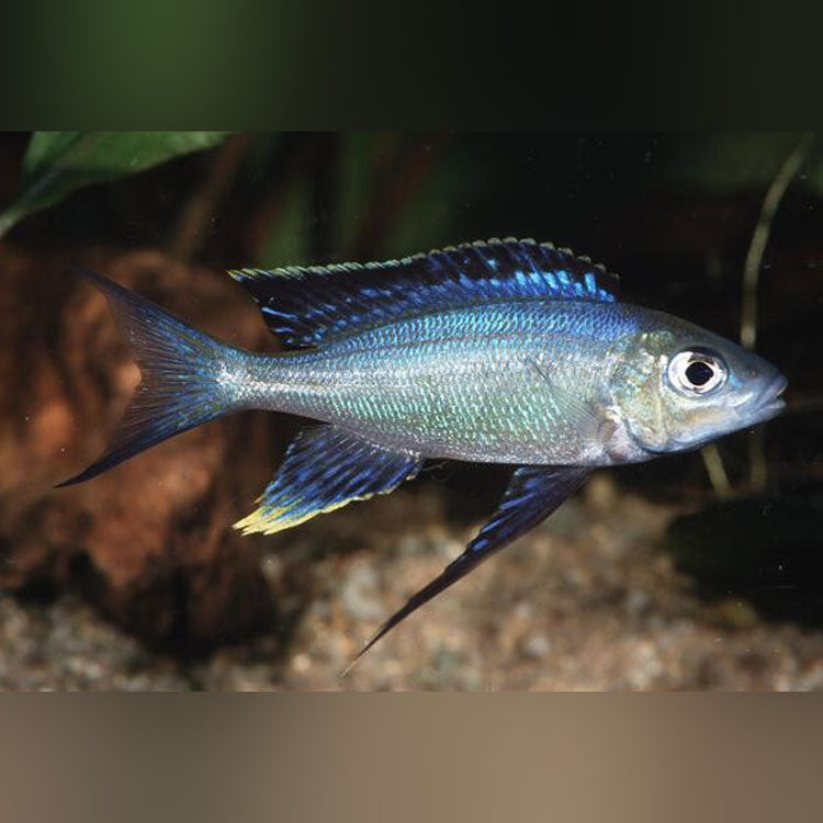 Featherfin Fucifer Cichlid