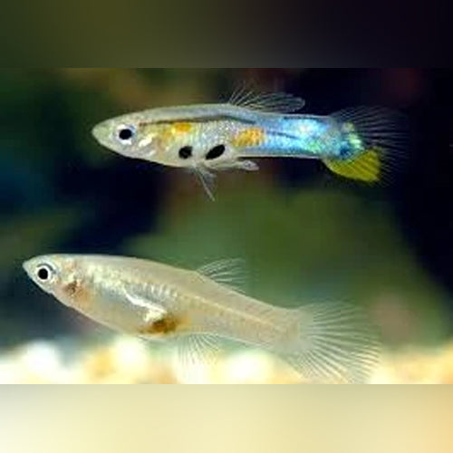Feeder Guppies (50 pack)