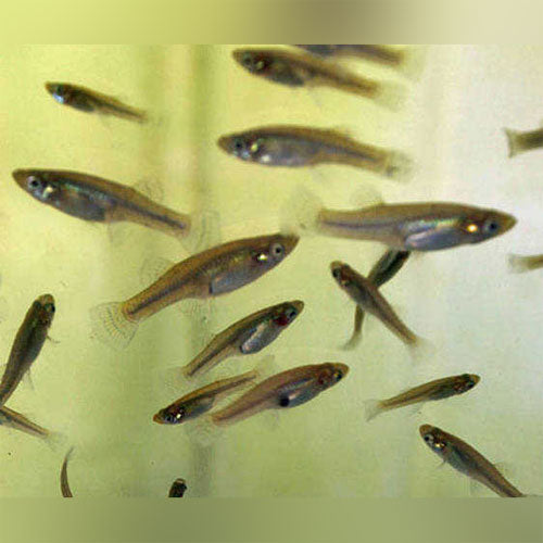 Feeder variatus 50 pack