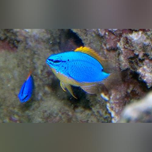 Blue Fiji Devil Damselfish