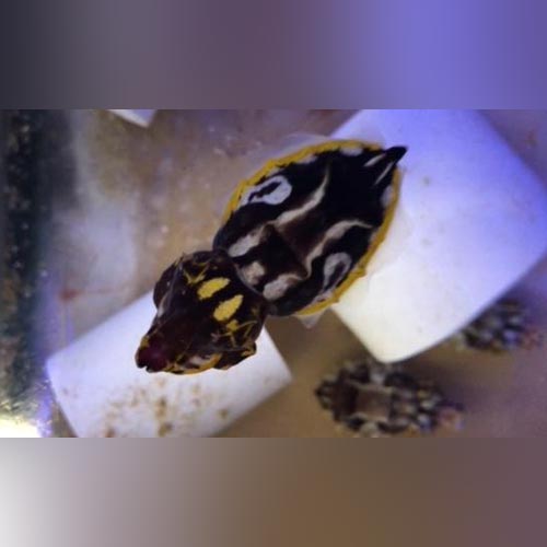 Flamboyant Cuttlefish for sale