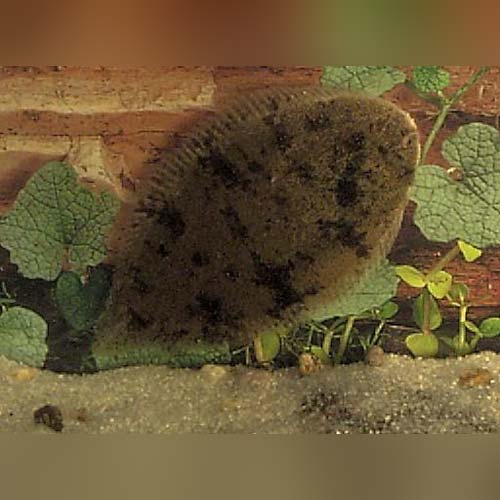 Freshwater Flounder