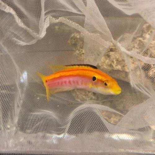 Yellow Candy Hogfish for sale