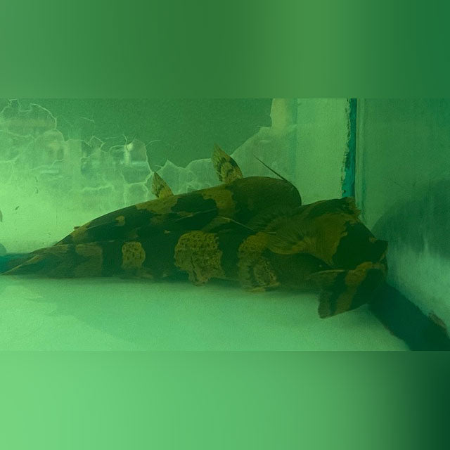 Giant Bumblebee Catfish