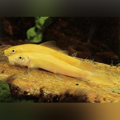 Gold Algae Eater for sale AquariumFish