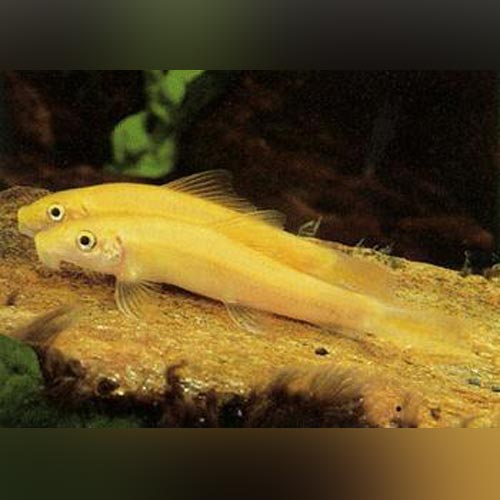 Gold Algae Eater for sale –