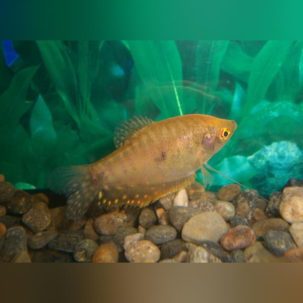 Gold Gourami