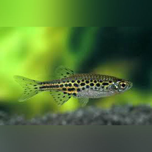 Gold Ring Danio