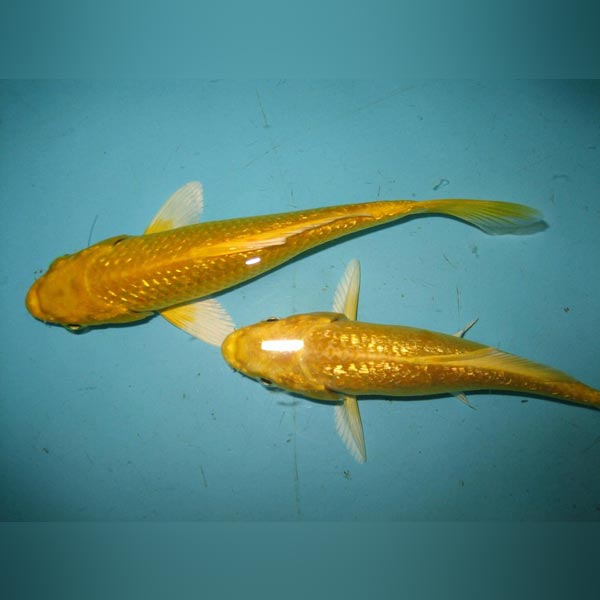 Gold Yamabuki Ogon Koi for sale –1