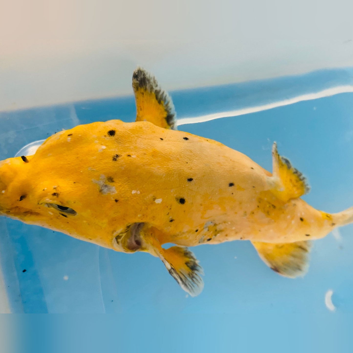 Golden Puffer