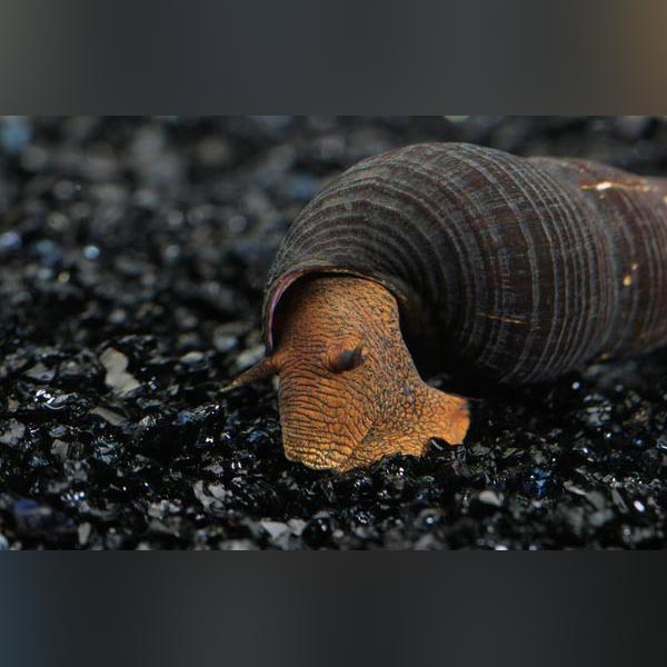 Orange Rabbit Snail