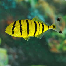 Golden PilotFish