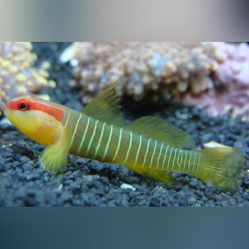 Green Banded Goby