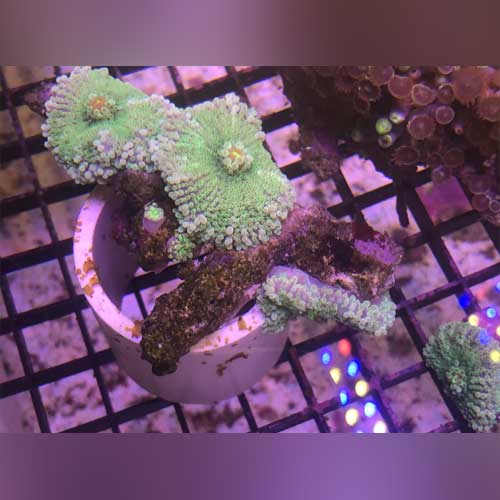 Green Mushroom Coral